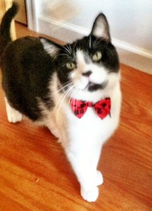 Cat Bow Tie - Etsy
